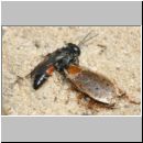 Tachysphex obscuripennis - Grabwespe w11f 8mm mit Schabe - Sandgrube Niedringhaussee.jpg